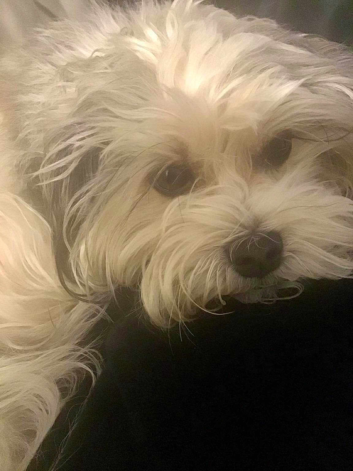 Goliath