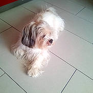 Edwige Godin a rejoint le concours — aidez-le/la à gagner de superbes lots ! dog, fluffy, white, indoor, tile_floor, kitchen, red_cabinets, pet, animal, companion, fur, quiet, resting, calm, side_view, small_dog, domestic, household, cute, relaxed
