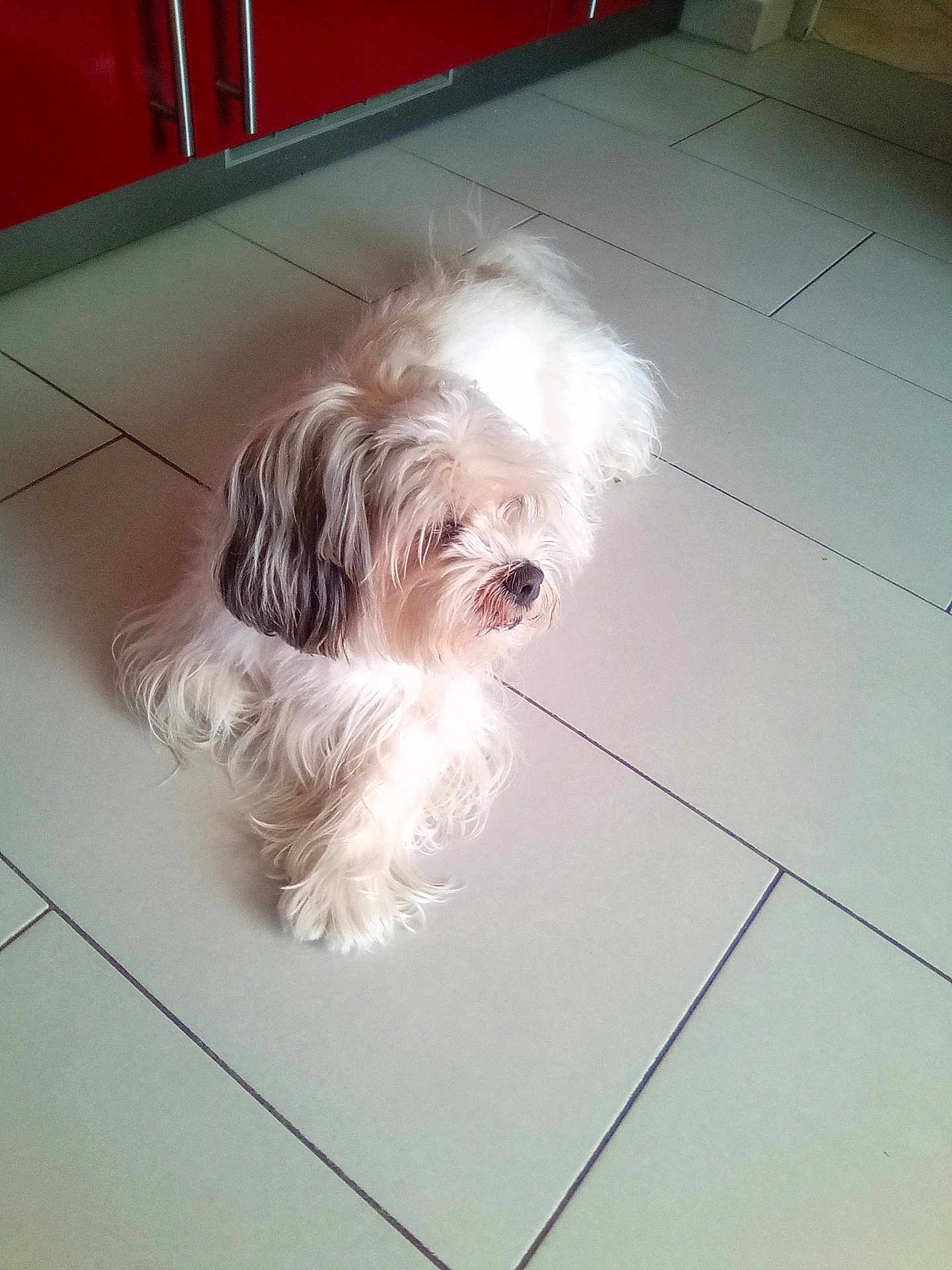 Edwige Godin a rejoint le concours — aidez-le/la à gagner de superbes lots ! dog, fluffy, white, indoor, tile_floor, kitchen, red_cabinets, pet, animal, companion, fur, quiet, resting, calm, side_view, small_dog, domestic, household, cute, relaxed