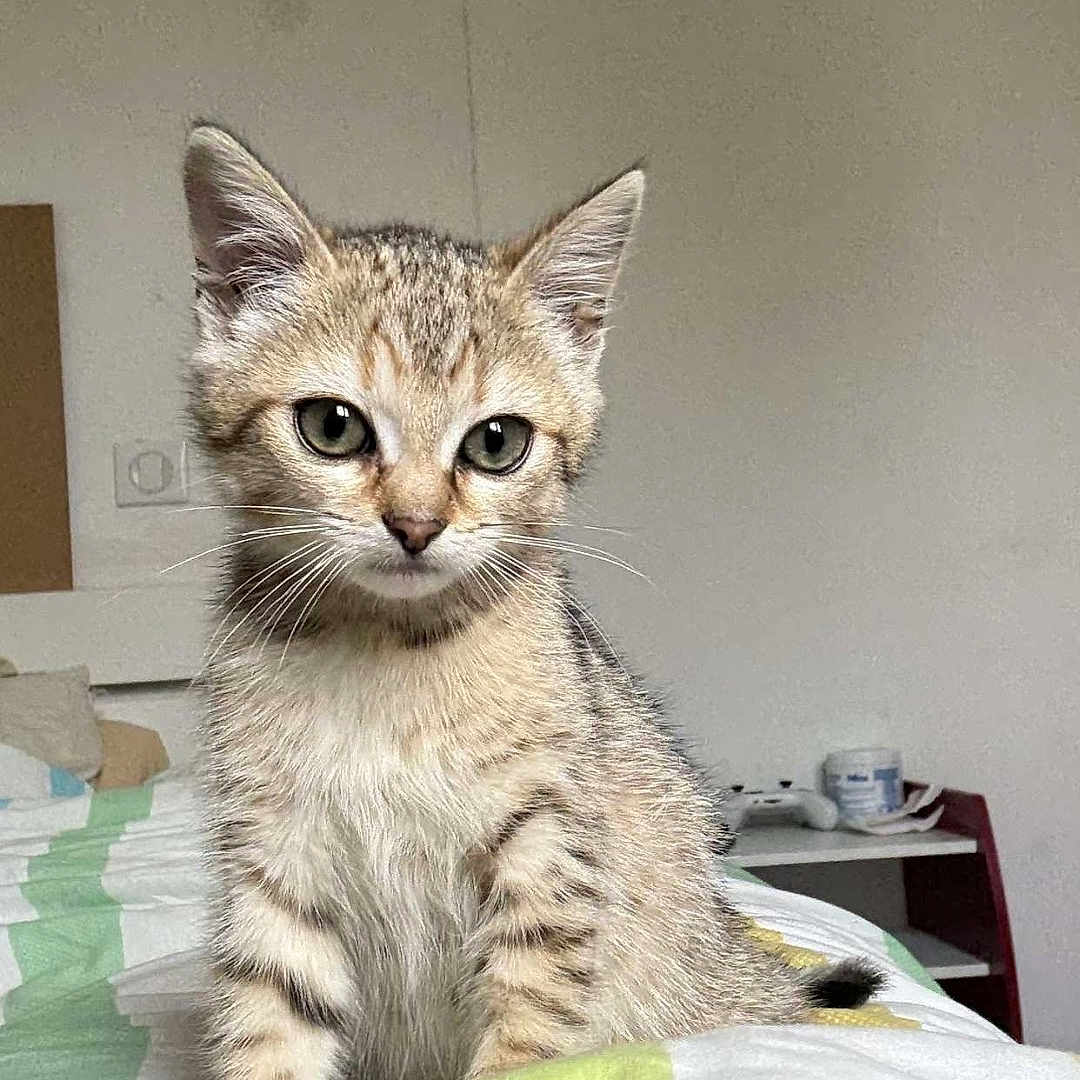Ayla participe au concours pour gagner de l'argent avec cette photo : kitten, cat, tabby, pet, animal, bed, blanket, indoor, cute, fur, whiskers, ears, small, young, domestic, feline, curious, sitting, home, cozy