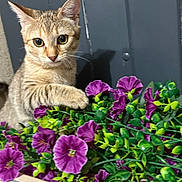 Ayla participe au concours pour gagner de l'argent avec cette photo : cat, kitten, tabby, flowers, purple_flowers, green_leaves, curious, pet, animal, cute, indoor, plant_pot, nature, close_up, feline, young_cat, adorable, playful, garden, colorful