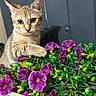 cat, kitten, tabby, flowers, purple_flowers, green_leaves, curious, pet, animal, cute, indoor, plant_pot, nature, close_up, feline, young_cat, adorable, playful, garden, colorful