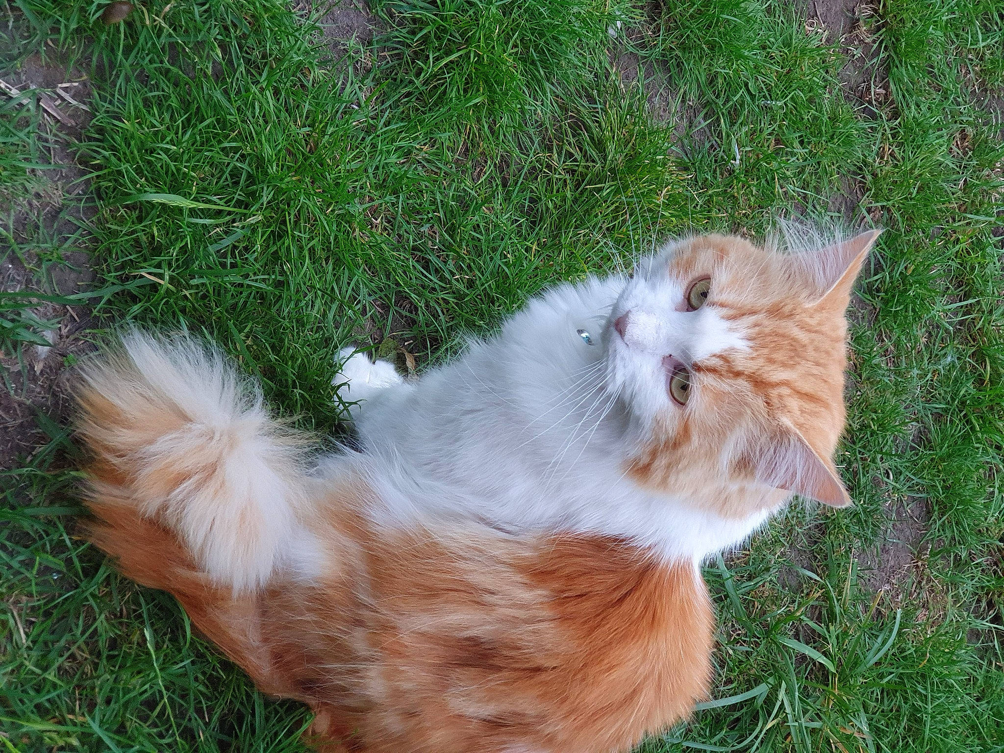 Nemo is registered to the contest to win money with this photo: canidae, carnivore, cat, companion_dog, dog_breed, domestic_short_haired_cat, eye, fawn, felidae, fur, grass, paw, plant, small_to_medium_sized_cats, snout, sporting_group, tail, terrestrial_animal, whiskers, window