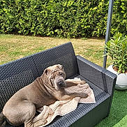 Urgo participe au concours pour gagner de l'argent avec cette photo : dog, outdoor, sofa, blanket, sunlight, greenery, hedge, potted_plant, wicker_furniture, relaxed, pet, garden, summer, canine, sharpei, resting, natural_light, backyard, fur, animal