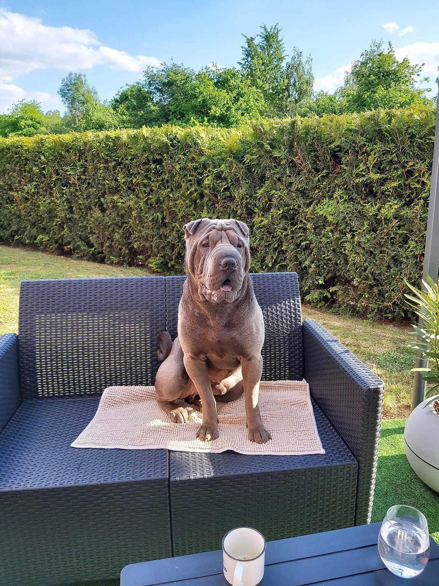 Urgo a rejoint le concours — aidez-le/la à gagner de superbes lots ! dog, shar_pei, outdoor, couch, wicker, towel, garden, hedge, sunlight, pet, animal, canine, table, mug, glass_of_water, greenery, relaxing, summer, daytime, backyard