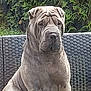 Urgo a rejoint le concours — aidez-le/la à gagner de superbes lots ! dog, shar_pei, wrinkles, outdoor, furniture, chair, pet, canine, sitting, greenery, hedge, fur, portrait, animal, nature, pet_portrait, watchful, calm, daylight, domestic_animal