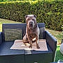 Urgo participe au concours pour gagner de l'argent avec cette photo : dog, shar_pei, outdoor, garden, hedge, sofa, towel, table, mug, glass, sunlight, greenery, pet, animal, sitting, fur, wrinkles, daytime, relaxing, furniture