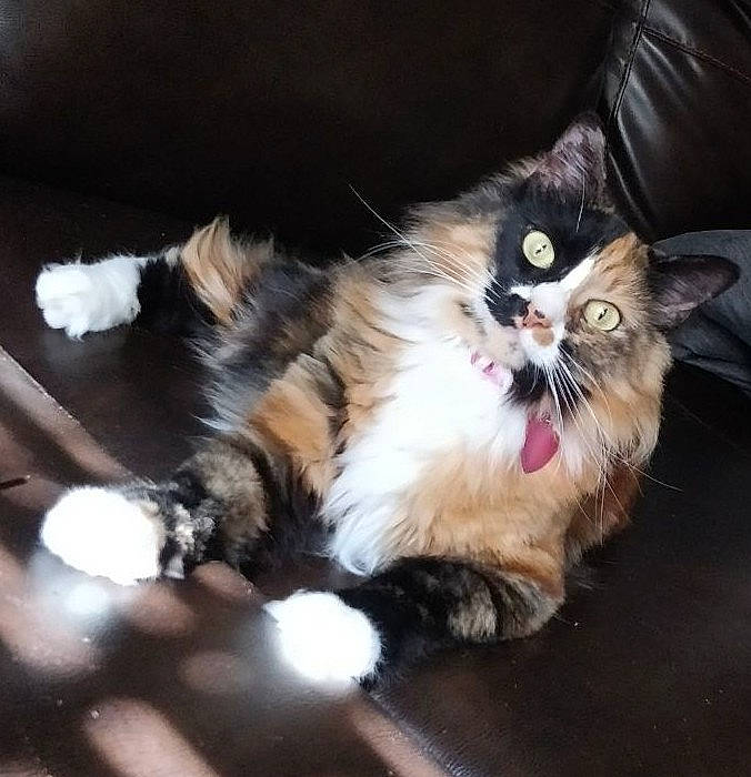 Canela joined the competition — help win amazing prizes! american_curl, carnivore, cat, domestic_long_haired_cat, facial_expression, fawn, felidae, fur, kitten, maine_coon, mammal, norwegian_forest_cat, paw, ragamuffin, small_to_medium_sized_cats, snapshot, whiskers