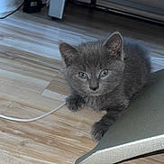 Bulma participe au concours pour gagner de l'argent avec cette photo : kitten, cat, gray_fur, blue_eyes, floor, wooden_floor, indoor, pet, animal, curious, young_cat, feline, cute, small, domestic_animal, resting, whiskers, ears, paw, metallic_object