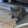 kitten, cat, gray_fur, blue_eyes, floor, wooden_floor, indoor, pet, animal, curious, young_cat, feline, cute, small, domestic_animal, resting, whiskers, ears, paw, metallic_object