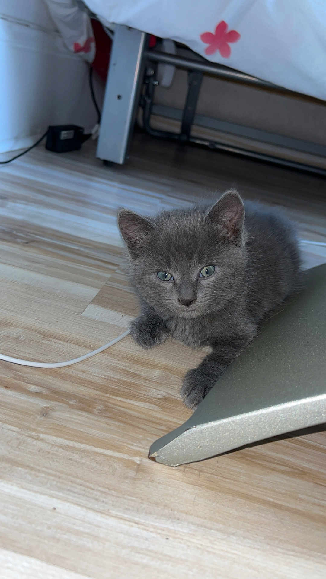 Bulma participe au concours pour gagner de l'argent avec cette photo : kitten, cat, gray_fur, blue_eyes, floor, wooden_floor, indoor, pet, animal, curious, young_cat, feline, cute, small, domestic_animal, resting, whiskers, ears, paw, metallic_object