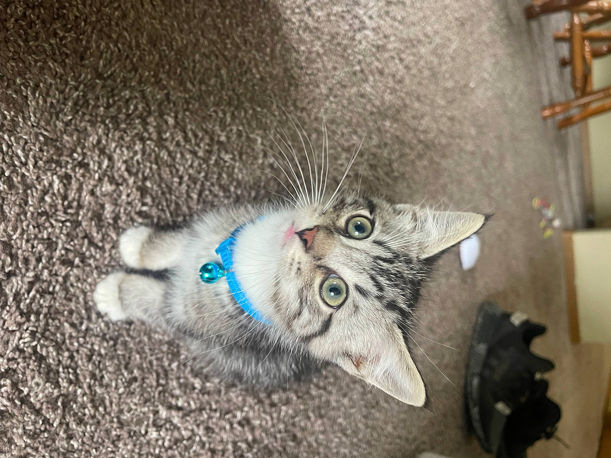 Dash joined the competition — help win amazing prizes! art, carnivore, cat, claw, domestic_short_haired_cat, felidae, fur, paw, road_surface, small_to_medium_sized_cats, snout, soil, tail, vehicle, whiskers