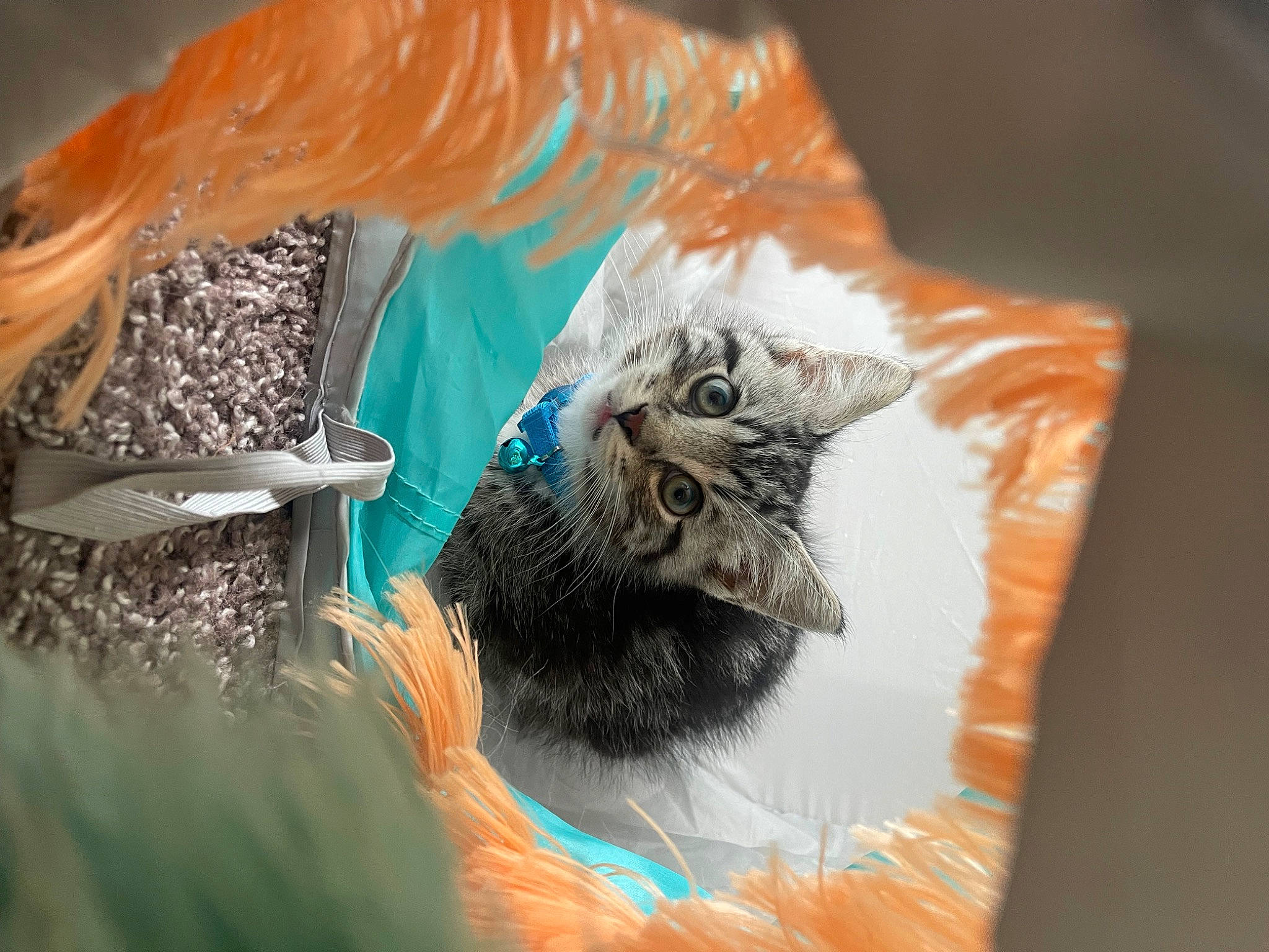 Dash is registered to the contest to win money with this photo: art, beak, bird, cat, claw, fashion_accessory, feather, felidae, fur, natural_material, painting, paper, perching_bird, small_to_medium_sized_cats, songbird, tail, visual_arts, whiskers, wildlife, wing