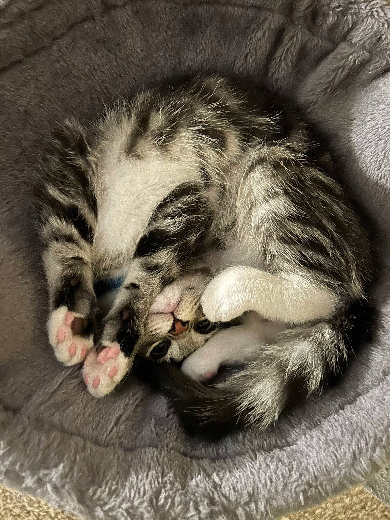 Dash joined the competition — help win amazing prizes! carnivore, cat, claw, comfort, domestic_short_haired_cat, felidae, foot, fur, gesture, grey, nap, paw, photo_caption, sleep, small_to_medium_sized_cats, snout, tail, whiskers, wildlife, yawn