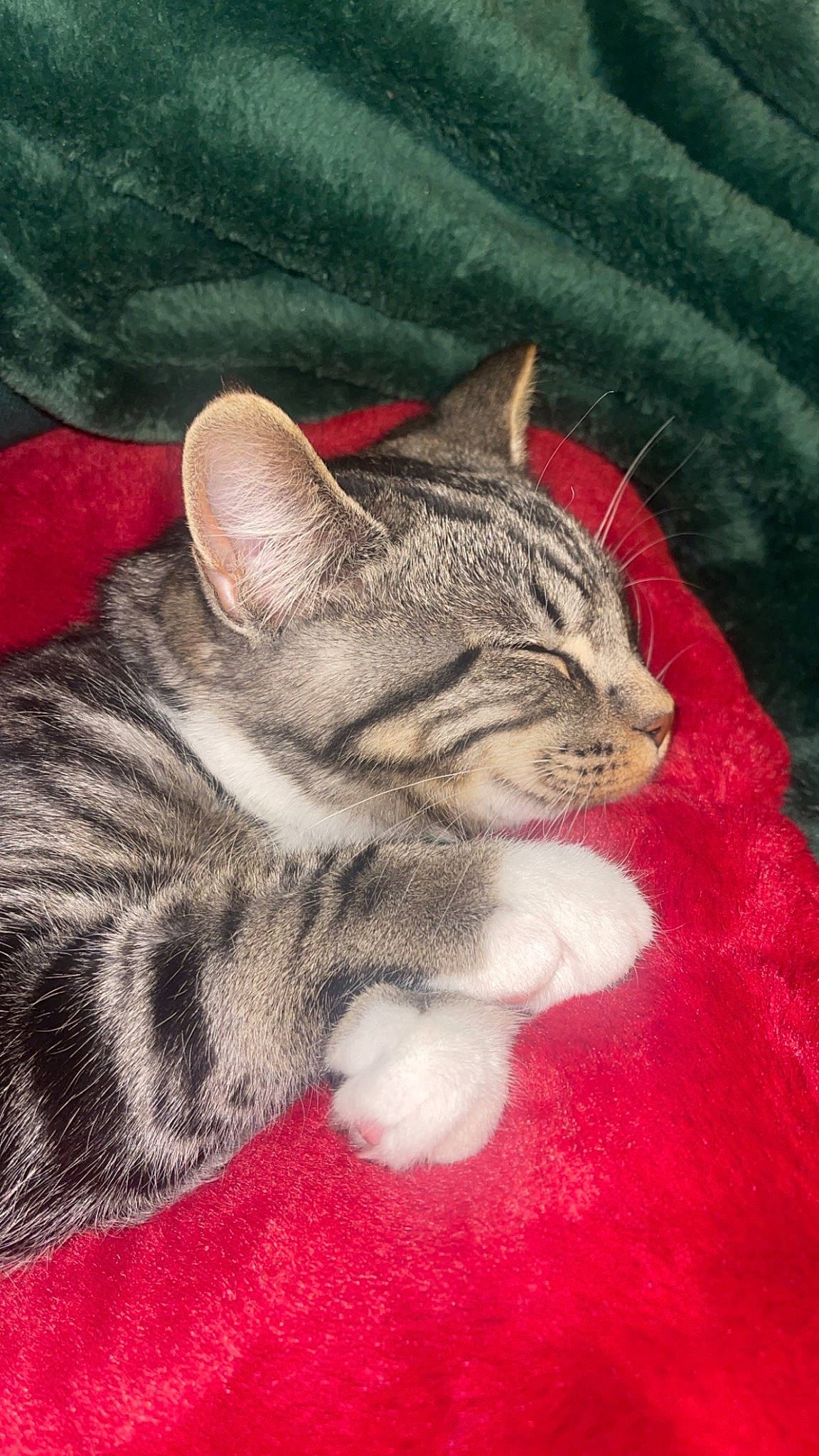 Dash joined the competition — help win amazing prizes! art, carnivore, cat, claw, domestic_short_haired_cat, felidae, fur, grass, mammal, painting, paw, sitting, small_to_medium_sized_cats, snout, tail, terrestrial_animal, vertebrate, whiskers, wildlife