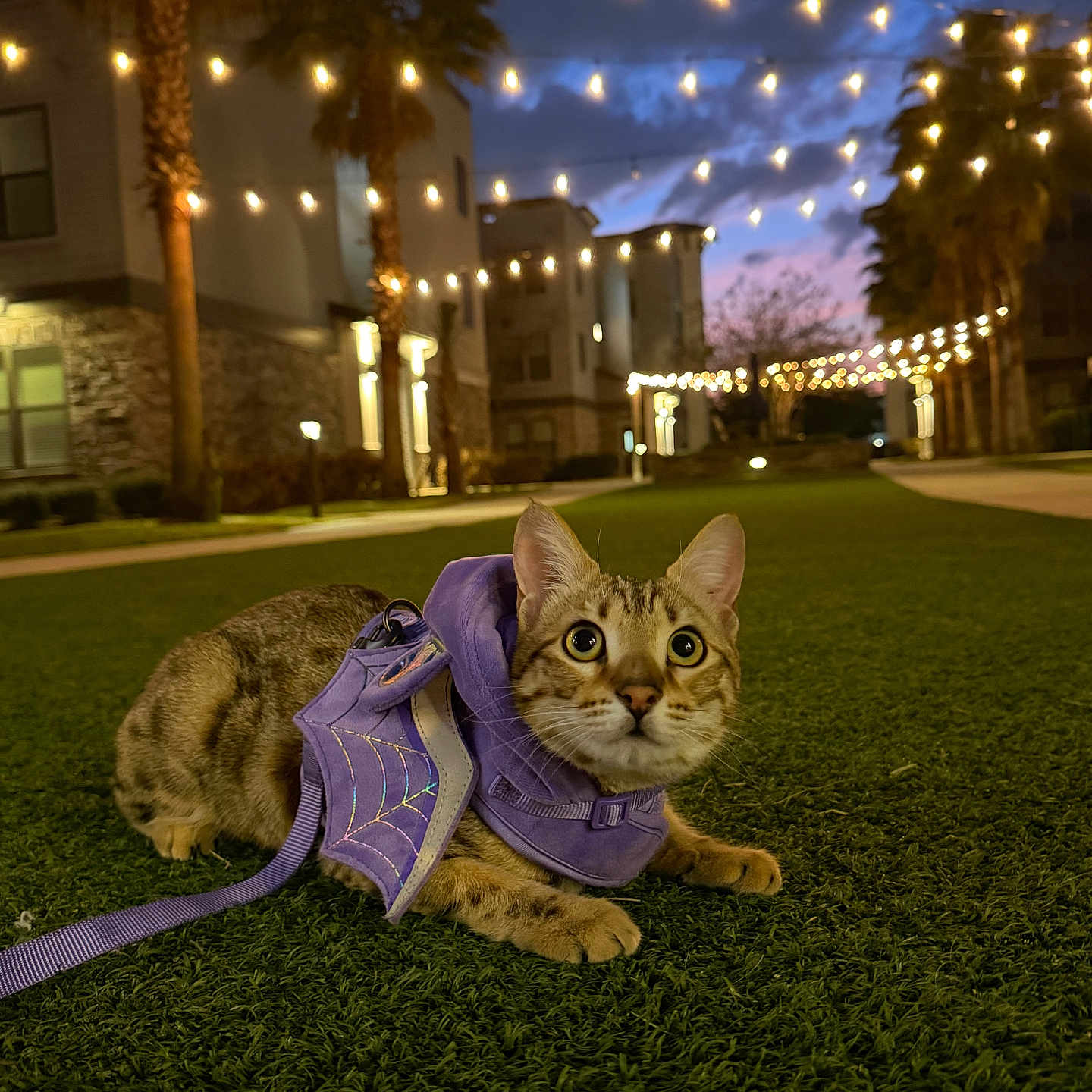 Afina joined the competition — help win amazing prizes! cat, purple_harness, spider_web, leash, grass, twilight, string_lights, apartment_buildings, outdoor, pet, animal, night, green, fur, whiskers, ears, eyes, cute, costume, evening