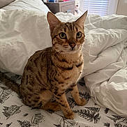 Afina joined the competition — help win amazing prizes! cat, bed, blanket, bedding, indoor, pet, animal, feline, striped, spotted, ears, whiskers, fur, eyes, domestic, home, window, furniture, nightstand, soft_light