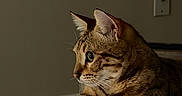 Afina joined the competition — help win amazing prizes! animal, blanket, cat, closeup, cute, domestic_cat, ears, feline, fur, home, indoor, looking_away, mammal, paw, pet, relaxed, resting, striped, tabby_cat, whiskers