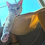 Dani joined the competition — help win amazing prizes! animal, cat, cat_tree, close_up, cozy, ears, furniture, hammock, home, indoor, nose, paw, pet, relaxed, soft_light, stretching, sunlight, whiskers, white_cat, window