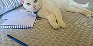 Dani is registered to the contest to win money with this photo: animal, bed, cat, close_up, collar, curious, domestic_animal, feline, furniture, green_eyes, indoor, lying_down, notebook, paper, pencil, pet, relaxed, resting, white_cat, writing_tools