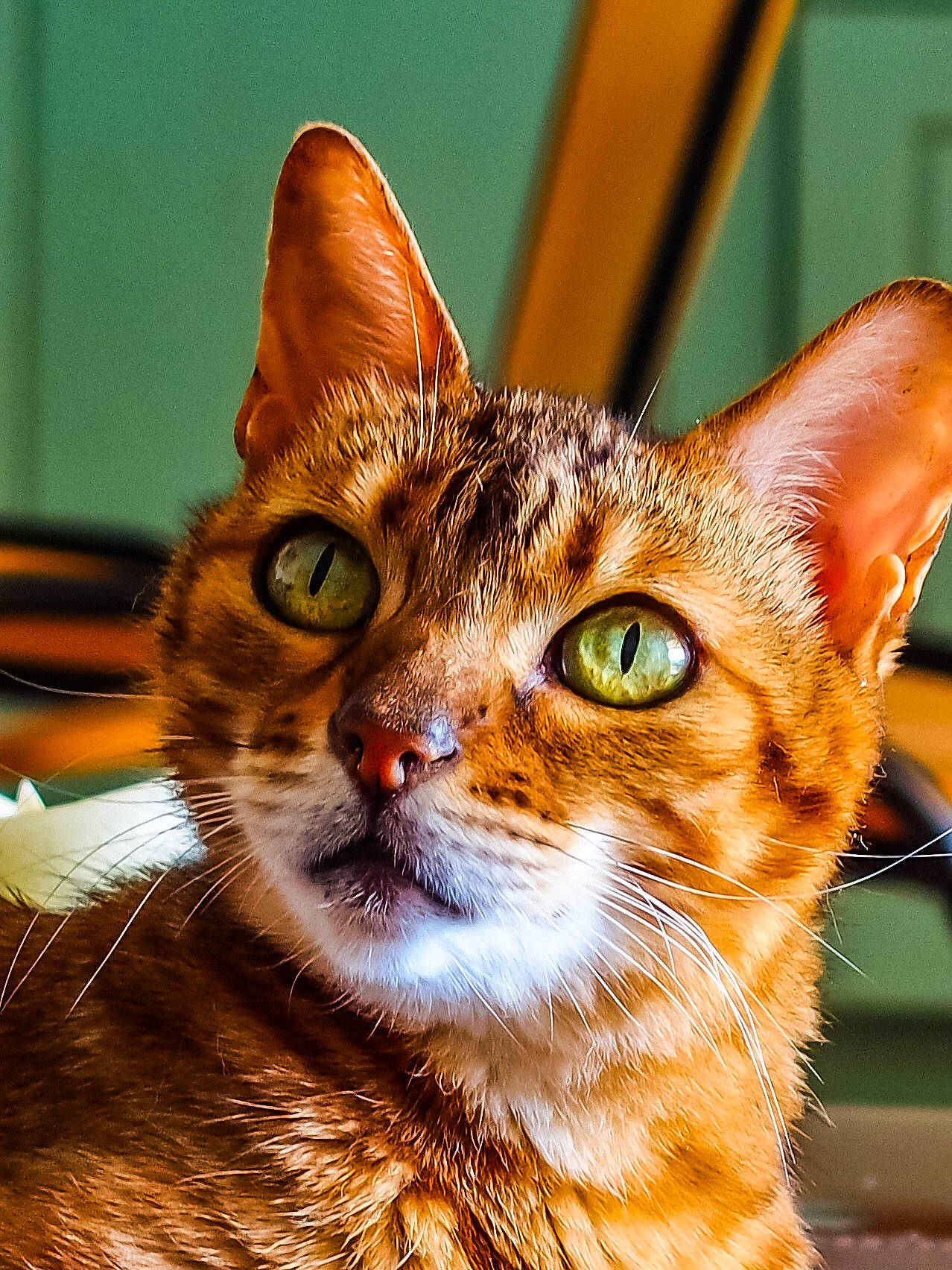 Kenya a rejoint le concours — aidez-le/la à gagner de superbes lots ! abyssinian, asian, bengal, carnivore, cat, chausie, european_shorthair, eye, felidae, kitten, mammal, ocicat, small_to_medium_sized_cats, snapshot, snout, sokoke, tabby_cat, toyger, vertebrate, whiskers