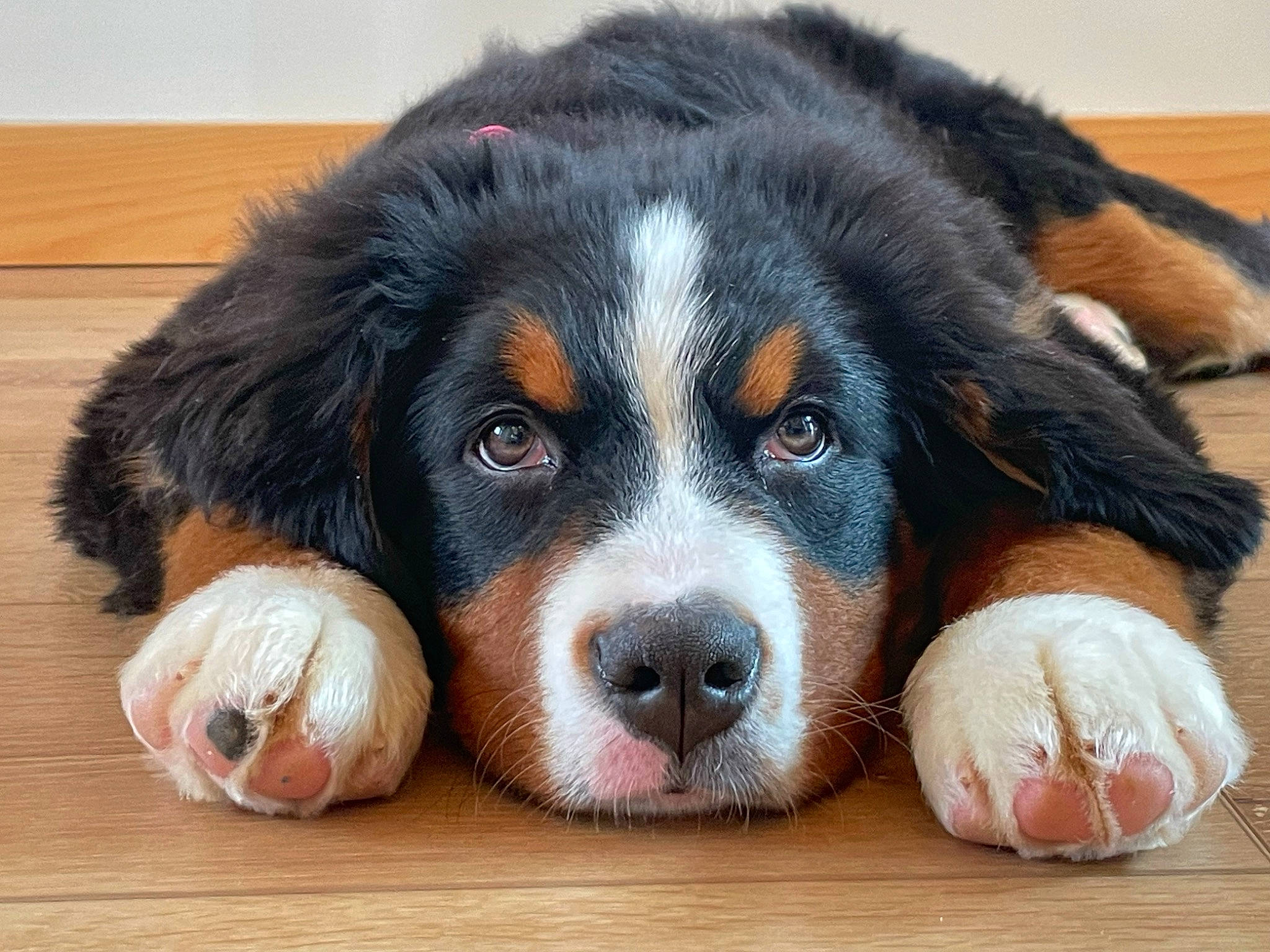 River joined the competition — help win amazing prizes! ball, bored, canidae, carnivore, companion_dog, dog, dog_breed, fur, hardwood, liver, paw, puppy, snout, sporting_group, terrestrial_animal, varnish, whiskers, wood, working_animal, working_dog