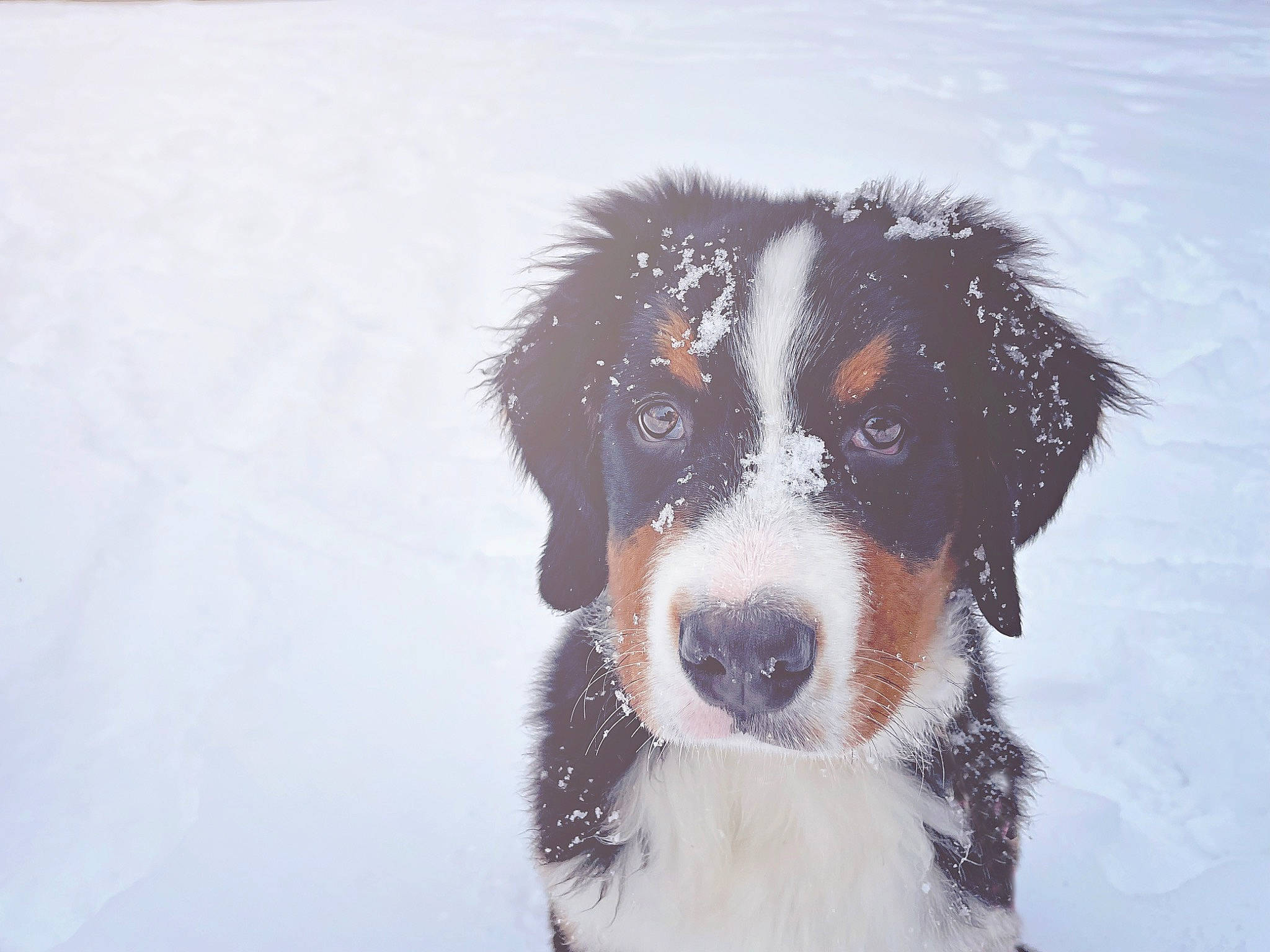 River joined the competition — help win amazing prizes! canidae, carnivore, collar, companion_dog, dog, dog_breed, dog_collar, freezing, fur, gun_dog, herding_dog, hunting_dog, snout, snow, sporting_group, whiskers, winter, working_animal, working_dog