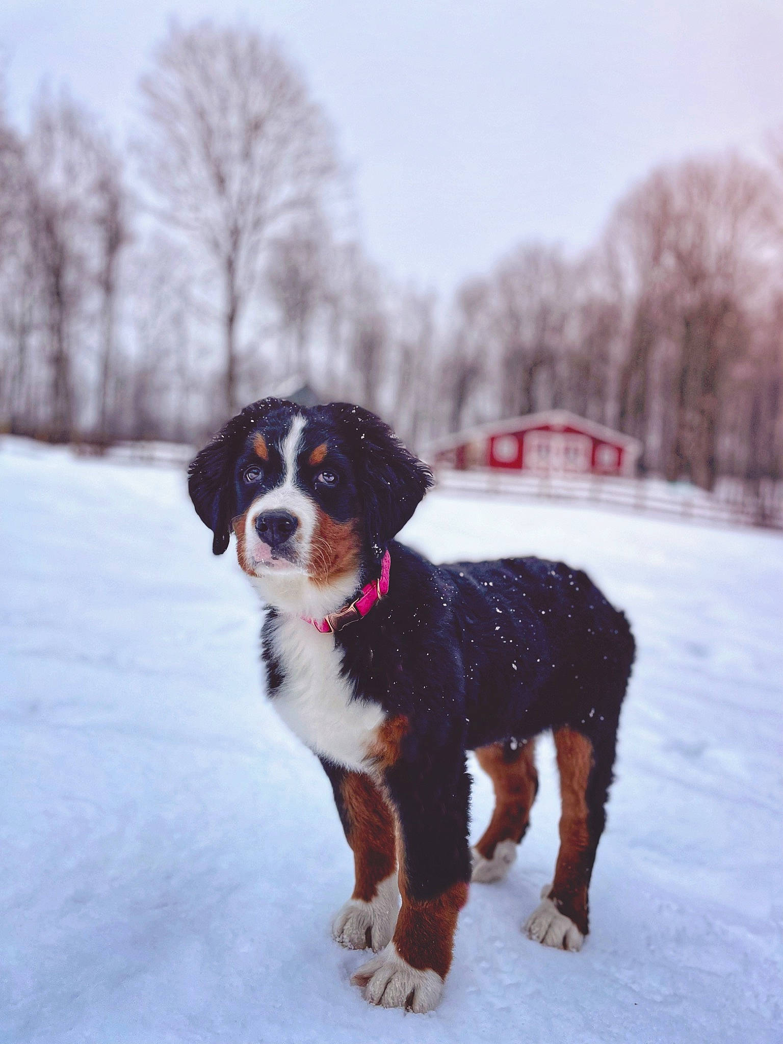 River joined the competition — help win amazing prizes! canidae, carnivore, collar, companion_dog, dog, dog_breed, door, freezing, fur, hunting_dog, liver, sky, snout, snow, sporting_group, tail, tree, winter, working_animal, working_dog