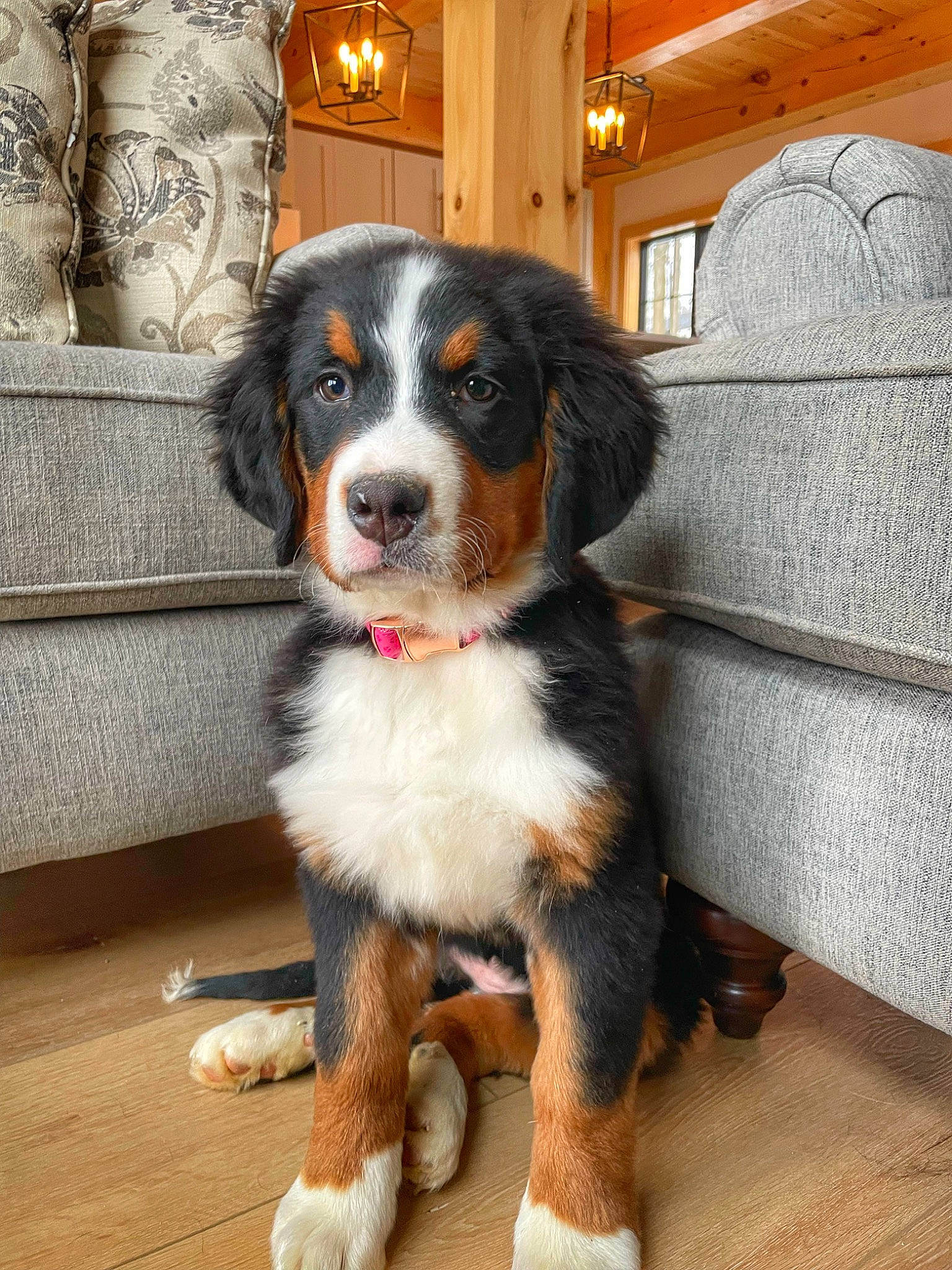 River is registered to the contest to win money with this photo: bernese_mountain_dog, canidae, carnivore, companion_dog, couch, dog, dog_breed, door, fur, herding_dog, snout, sporting_group, terrestrial_animal, whiskers, working_animal, working_dog