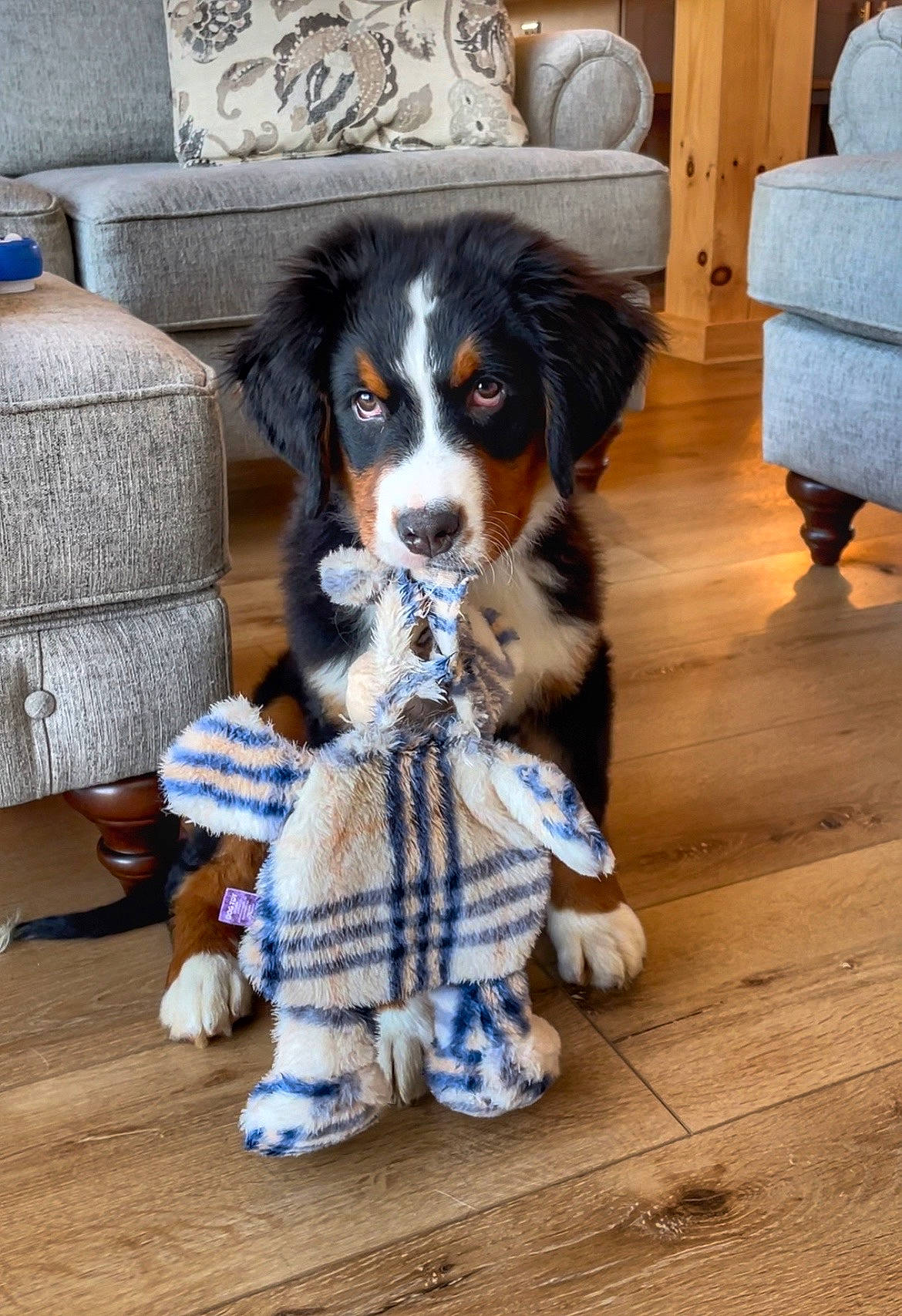 River joined the competition — help win amazing prizes! canidae, carnivore, cavalier_king_charles_spaniel, chair, companion_dog, couch, dog, dog_breed, door, flooring, fur, hardwood, living_room, picture_frame, sporting_group, toy, toy_dog, wood, working_animal, working_dog