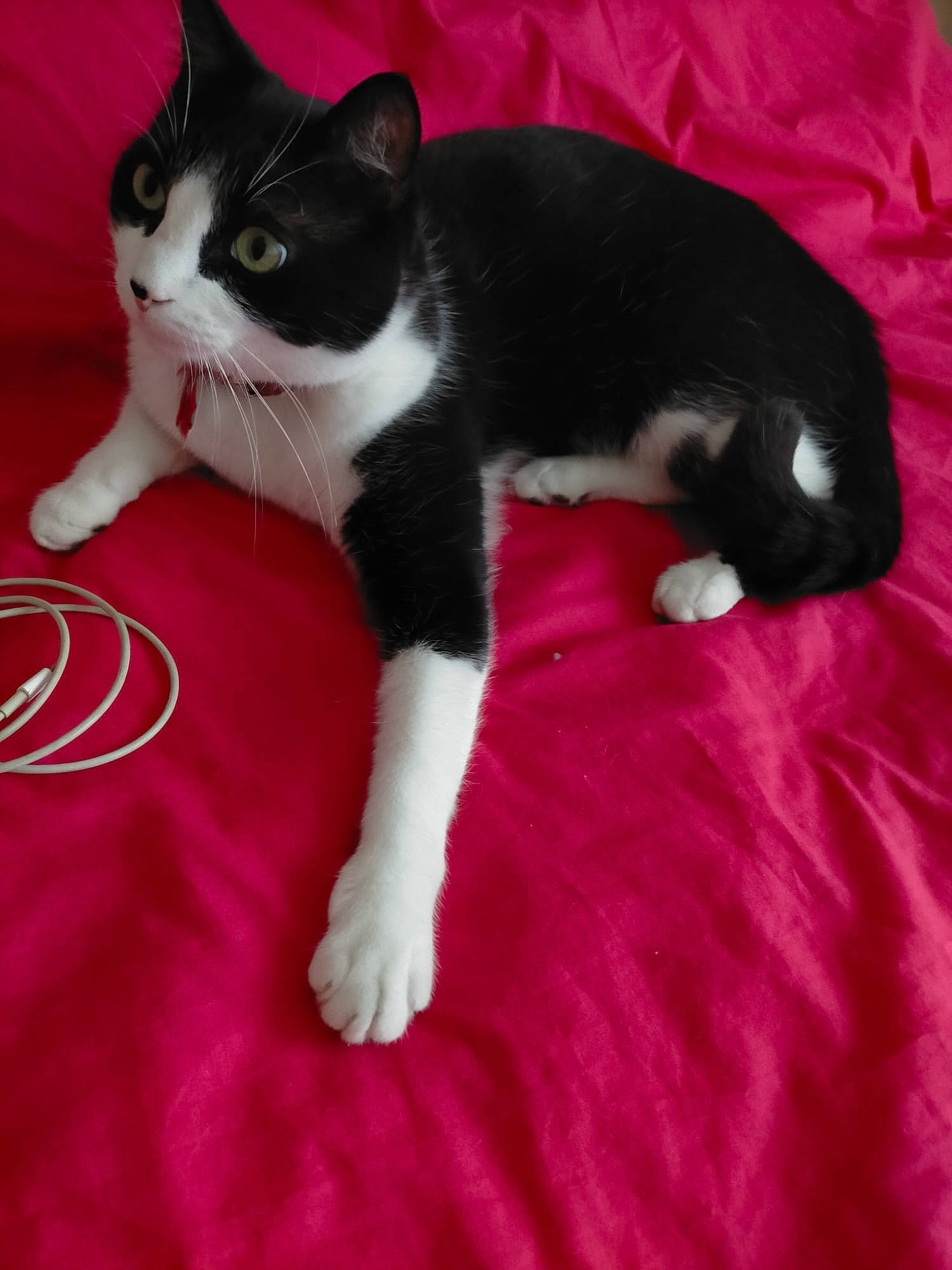 Maky participe au concours pour gagner de l'argent avec cette photo : carmine, carnivore, cat, claw, comfort, domestic_short_haired_cat, felidae, flooring, foot, fur, human_leg, paw, small_to_medium_sized_cats, snout, tail, whiskers