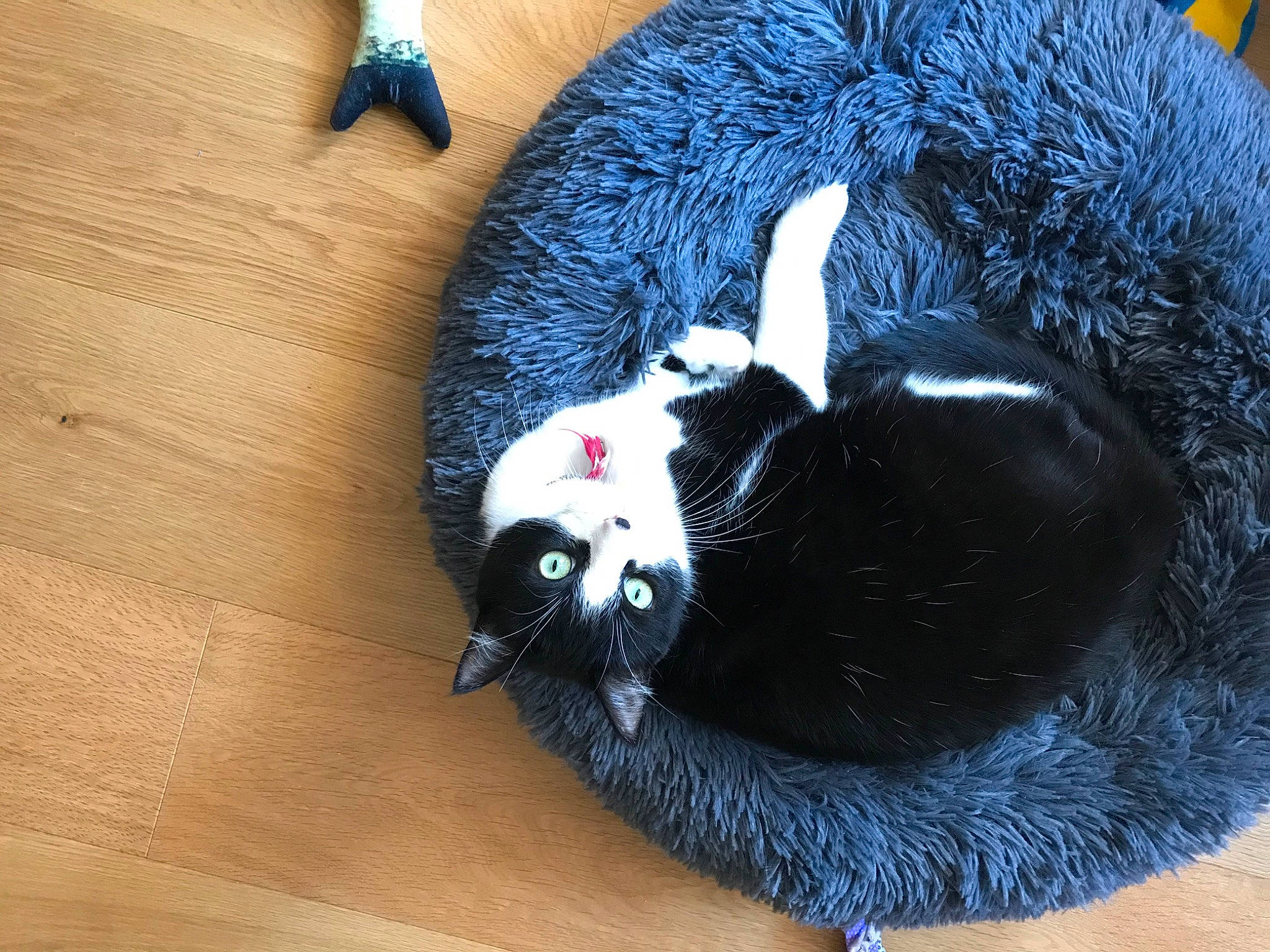 Maky participe au concours pour gagner de l'argent avec cette photo : black_cat, blue, carnivore, cat, cat_bed, cat_supply, cat_toy, claw, comfort, dog_breed, fashion_accessory, felidae, fur, hardwood, pet_supply, small_to_medium_sized_cats, snout, tail, whiskers, wood