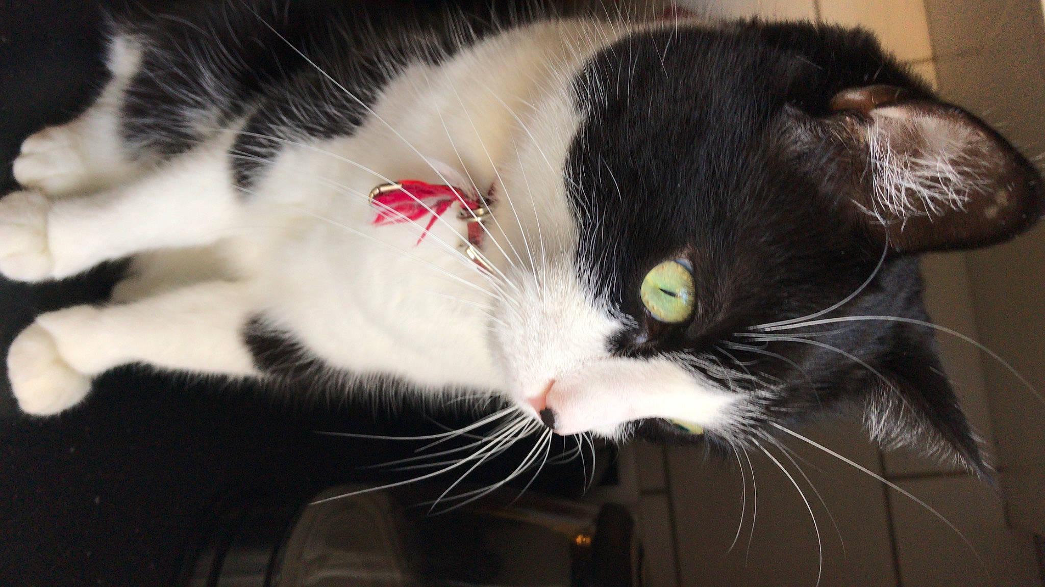 Maky participe au concours pour gagner de l'argent avec cette photo : carnivore, cat, claw, comfort, domestic_short_haired_cat, felidae, fur, mammal, organism, plant, small_to_medium_sized_cats, snout, tail, whiskers