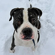Jax joined the competition — help win amazing prizes! dog, black_and_white, snow, outdoor, pet, canine, animal, winter, close_up, fur, face, eyes, nose, whiskers, playful, cute, adorable, nature, snowflakes, portrait