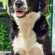 Lucky a rejoint le concours — aidez-le/la à gagner de superbes lots ! dog, black_and_white, sitting, outdoor, plants, brick_wall, tongue_out, pet, canine, fur, happy, animal, portrait, daylight, window, garden, phone_lock_screen, text_overlay, time, date