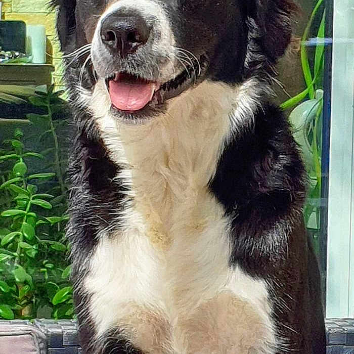 Lucky a rejoint le concours — aidez-le/la à gagner de superbes lots ! dog, black_and_white, sitting, outdoor, garden, greenery, patio, chair, happy, tongue_out, sunlight, fur, canine, pet, animal, smiling, relaxed, domestic, portrait, daylight