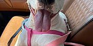 Olive Mae joined the competition — help win amazing prizes! animal, canine, car_door, car_interior, close_up, dog, domestic_animal, happy_dog, leather_seat, pet, pink_harness, resting, seat, seatbelt, smiling_dog, sunlight, tongue_out, vehicle, white_dog, window