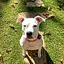 dog, white_dog, collar, grass, stone_path, leaves, autumn, outdoor, pet, animal, sunlight, shadow, nature, cute, sitting, looking_up, ears, nose, eyes, daylight