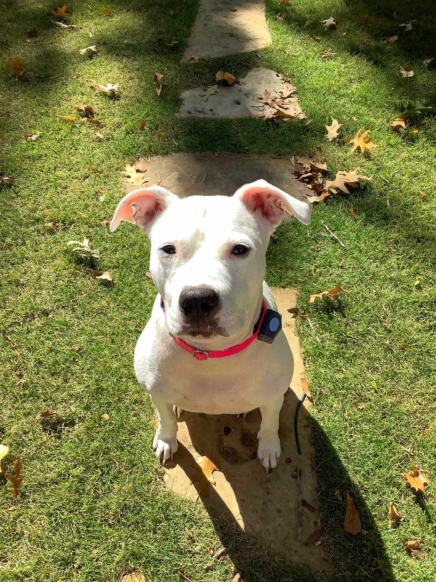 Olive Mae is registered to the contest to win money with this photo: dog, white_dog, collar, grass, stone_path, leaves, autumn, outdoor, pet, animal, sunlight, shadow, nature, cute, sitting, looking_up, ears, nose, eyes, daylight