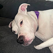 Olive Mae joined the competition — help win amazing prizes! animal, canine, close_up, companion, couch, dog, domestic_animal, ear, face, fur, indoor, muzzle, nose, pet, purple_collar, relaxed, resting, sleeping, tail, white_dog