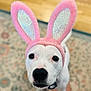 adorable, animal, bunny_ears, carpet, close_up, costume, cute, dog, domestic_animal, ears, flooring, funny, home, indoor, looking_up, pet, pink, portrait, sparkly, white_dog