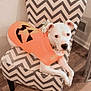 animal, chair, cozy, cute, decor, dog, flooring, furniture, halloween_costume, house, indoor, jack_o_lantern, looking, orange_shirt, pet_clothing, relaxed, resting, white_dog, wood_floor, zigzag_pattern