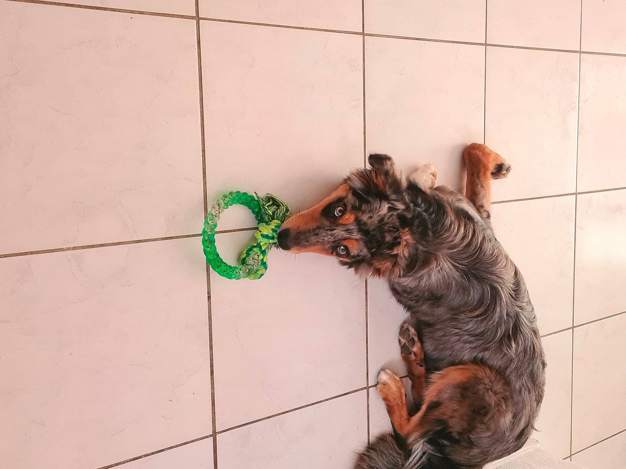 Pito participe au concours pour gagner de l'argent avec cette photo : animal_shelter, canidae, carnivore, claw, companion_dog, dog_breed, domestic_short_haired_cat, fawn, felidae, flooring, fur, leash, liver, pet_supply, small_to_medium_sized_cats, snout, sporting_group, tail, terrestrial_animal, whiskers