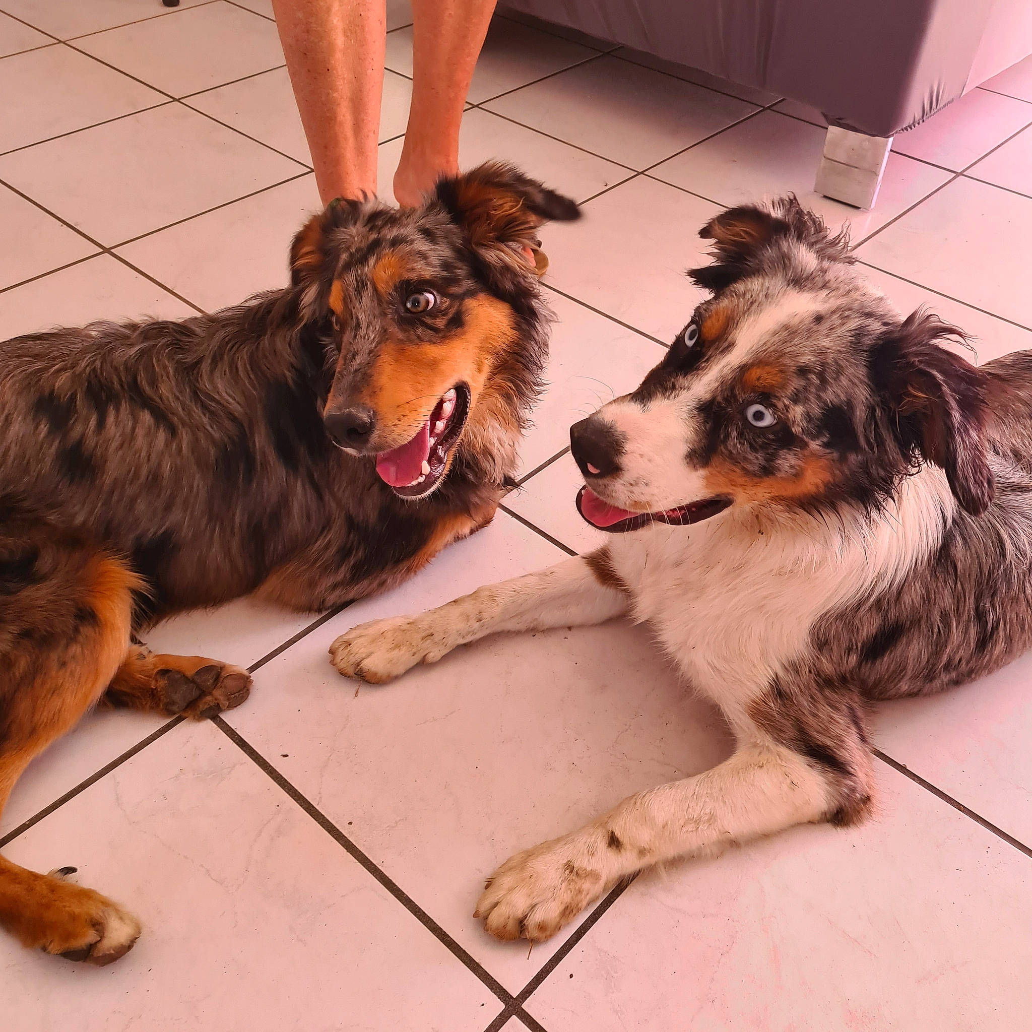 Pito participe au concours pour gagner de l'argent avec cette photo : carnivore, collar, companion_dog, dog, dog_breed, dog_supply, door, flooring, fur, herding_dog, human_leg, leash, paw, pet_supply, rough_collie, scotch_collie, shetland_sheepdog, snout, sporting_group, working_animal