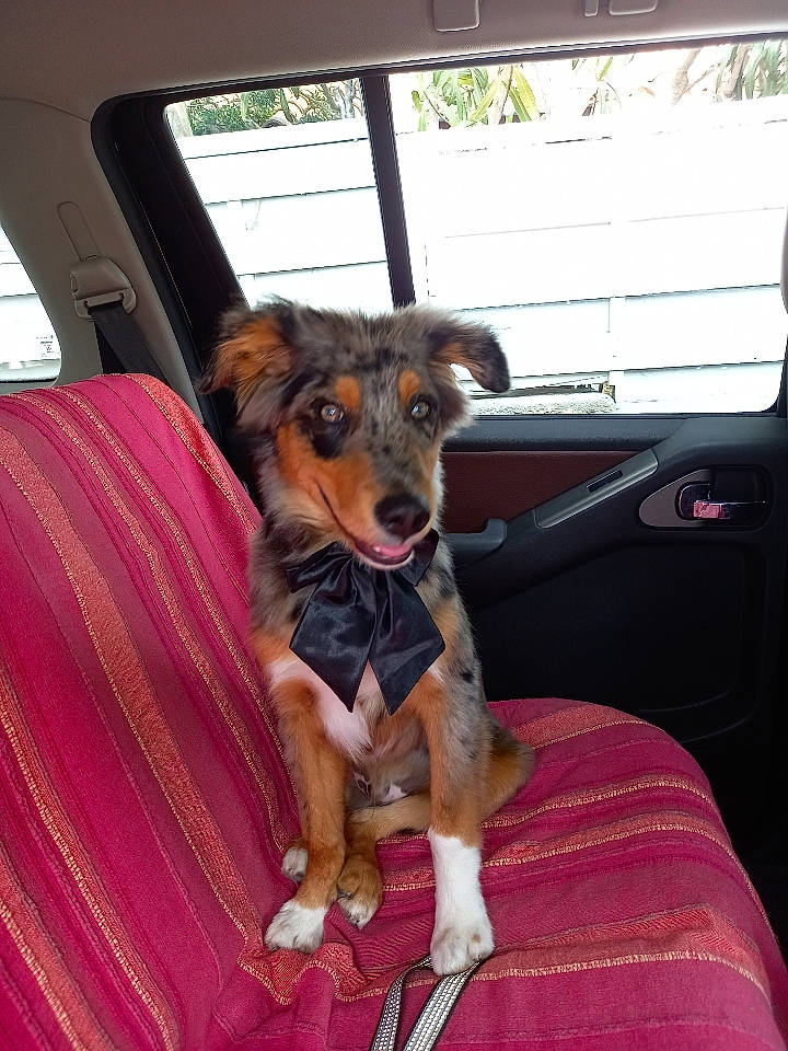 Pito a rejoint le concours — aidez-le/la à gagner de superbes lots ! auto_part, automotive_exterior, canidae, car_seat, car_seat_cover, carnivore, collar, comfort, companion_dog, dog, dog_breed, fawn, motor_vehicle, snout, sporting_group, steering_wheel, vehicle, vehicle_door, window, windshield