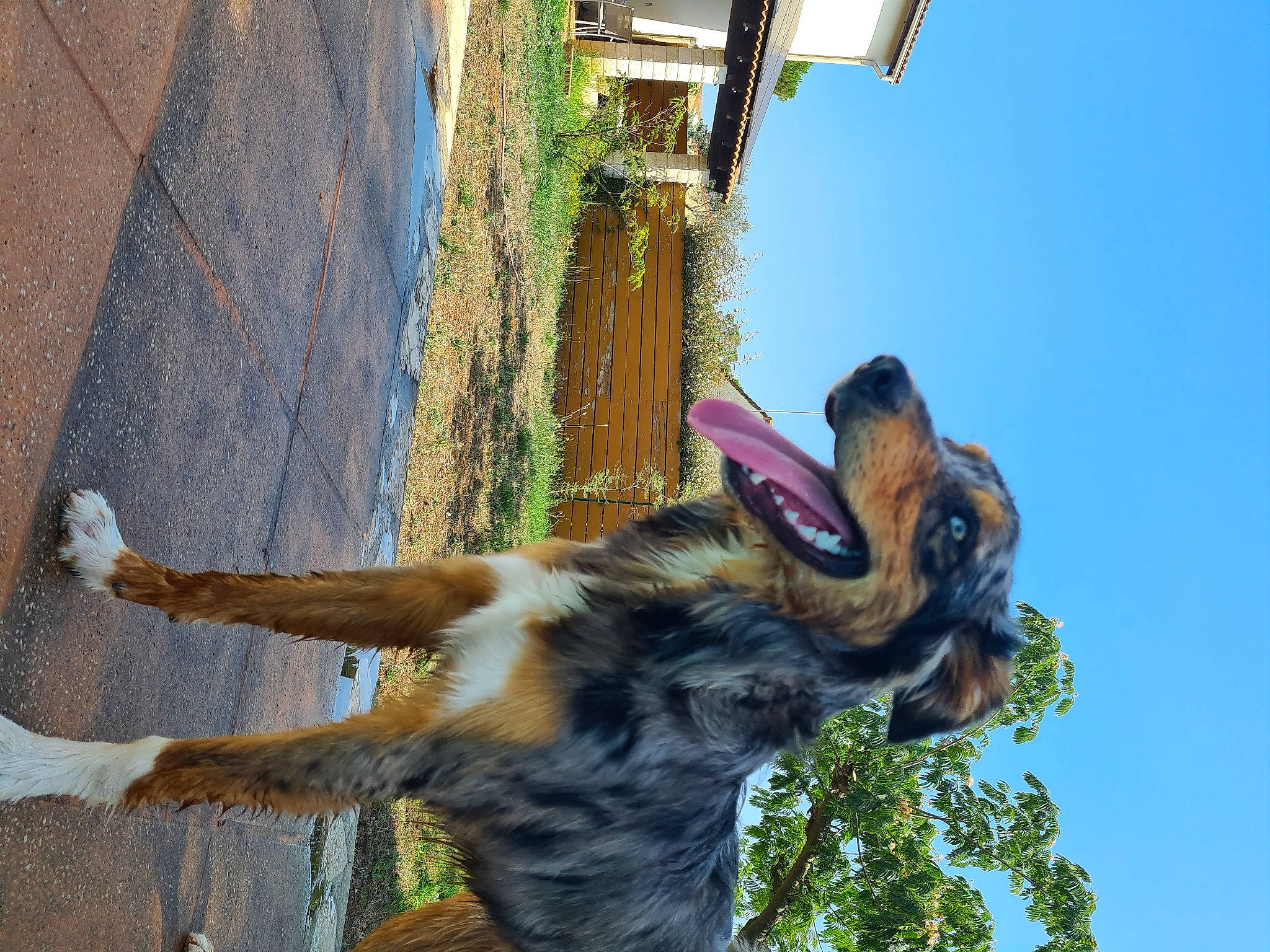 Pito participe au concours pour gagner de l'argent avec cette photo : art, canidae, carnivore, companion_dog, dog, dog_breed, fawn, fur, german_shepherd_dog, herding_dog, old_german_shepherd_dog, paw, plant, sky, snout, sporting_group, tail, terrestrial_animal, tree, working_animal