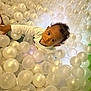 child, toddler, ball_pit, white_balls, curious, indoor, play, fun, plastic, young_child, portrait, looking_up, toys, recreation, happy, bright, colorful, casual_clothing, baby, playground