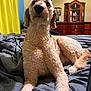 dog, curly_hair, bed, indoor, furniture, blanket, drapes, wooden_dresser, pet, animal, canine, relaxed, lying_down, domestic, room, yellow_curtain, gray_blanket, fur, snout, ears