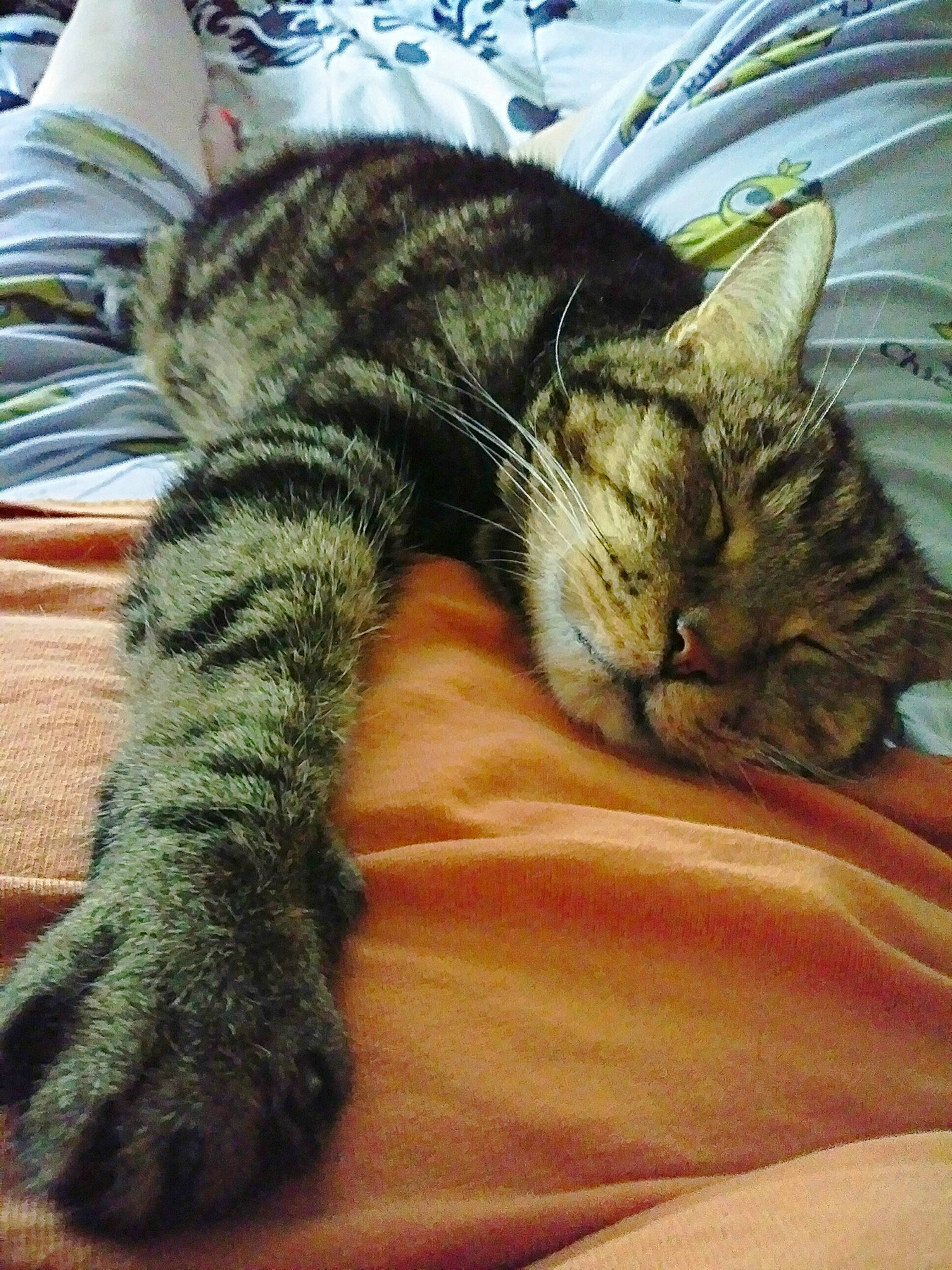 Baker is registered to the contest to win money with this photo: american_shorthair, asian, california_spangled, carnivore, cat, claw, domestic_short_haired_cat, dragon_li, european_shorthair, felidae, fur, kitten, mammal, nap, paw, pixie_bob, sleep, small_to_medium_sized_cats, tabby_cat, whiskers