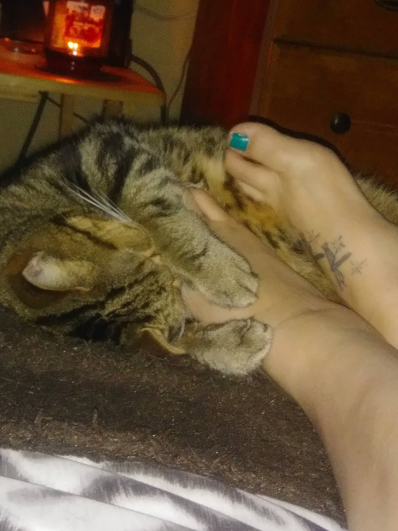 Baker is registered to the contest to win money with this photo: american_shorthair, carnivore, cat, claw, domestic_short_haired_cat, dragon_li, ear, egyptian_mau, european_shorthair, felidae, fur, hand, kitten, paw, small_to_medium_sized_cats, tabby_cat, whiskers